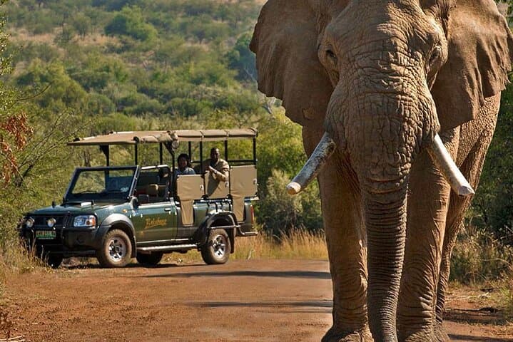 Full-Day Pilanesberg Safari from Johannesburg: Big Five in an Ancient Crater photo 2