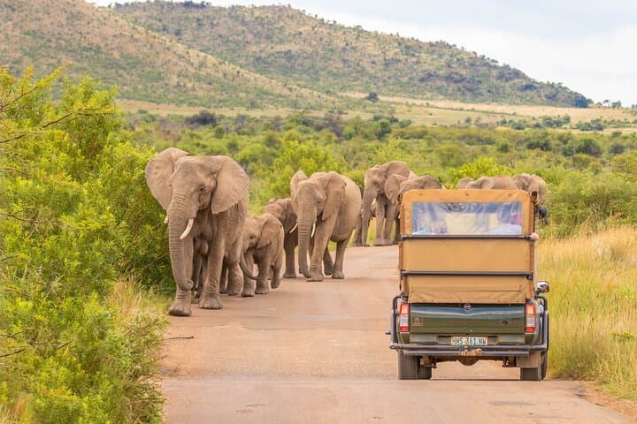 Full-Day Pilanesberg Safari from Johannesburg: Big Five in an Ancient Crater