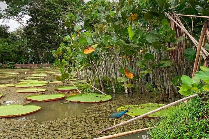 Monkey Island Amazon River Sunset Tour from Iquitos photo 5