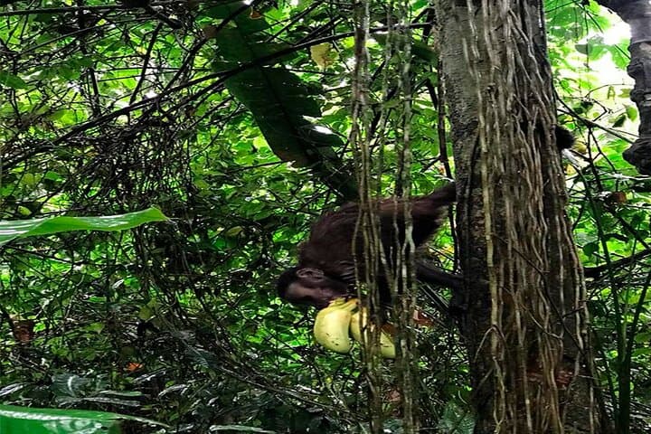 Monkey Island Amazon River Sunset Tour from Iquitos photo 6