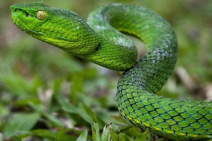 Private 2-Hour Night Hike through Monteverde Wildlife Refuge
