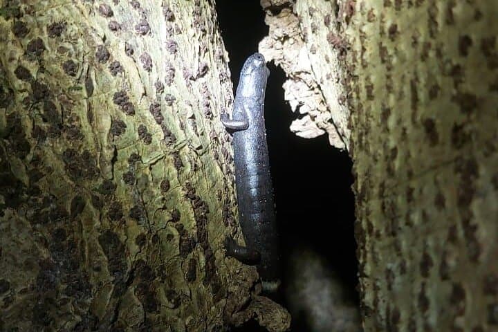Private 2-Hour Night Hike through Monteverde Wildlife Refuge photo 2