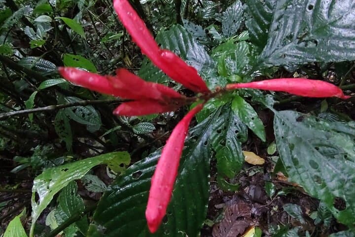 Private 2-Hour Night Hike through Monteverde Wildlife Refuge photo 3
