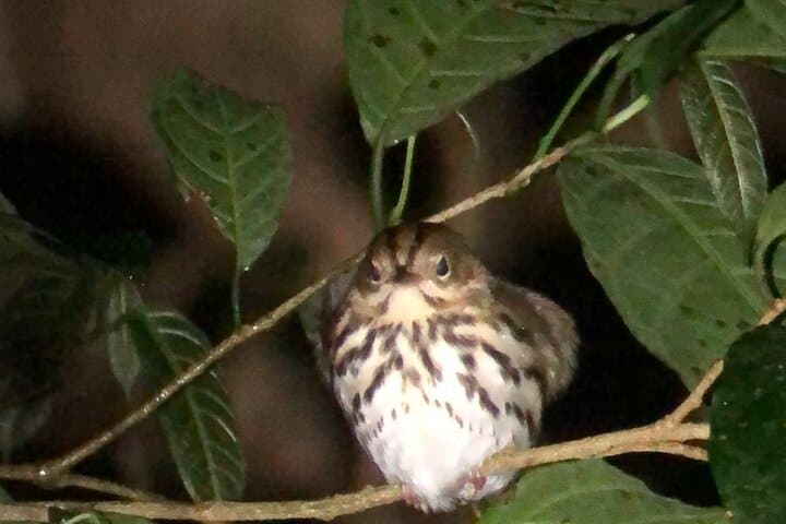 Private 2-Hour Night Hike through Monteverde Wildlife Refuge photo 4