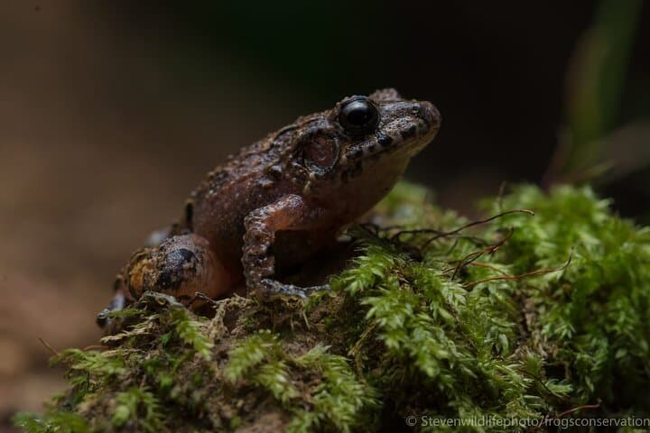 Private 2-Hour Night Hike through Monteverde Wildlife Refuge photo 5