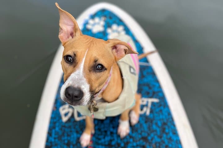 Paddle Board Haleiwa North Shore with Rescue Dogs — SUP Experience in Hale'iwa