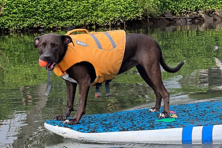Paddle Board Haleiwa North Shore with Rescue Dogs — SUP Experience in Hale'iwa photo 4