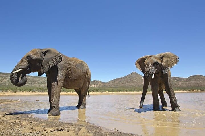 Aquila Big 5 Safari — Full-Day Private Game Drive From Cape Town photo 4