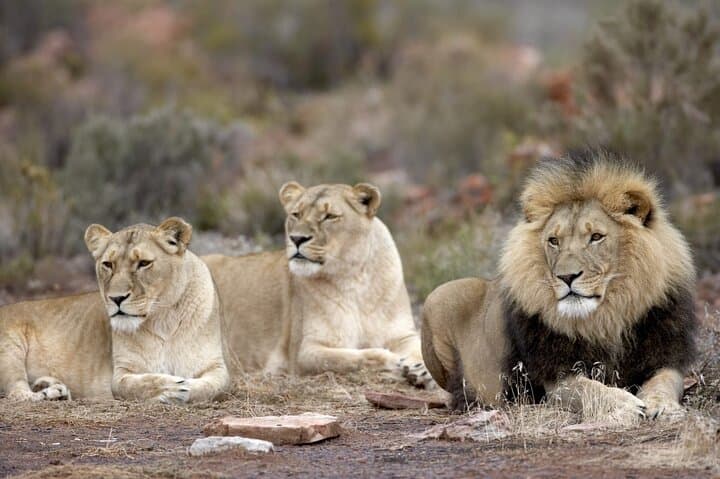 Aquila Big 5 Safari — Full-Day Private Game Drive From Cape Town photo 6