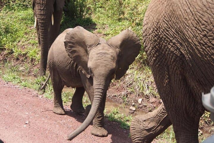 Ngorongoro Crater Day Safari: Private Full-Board Tour from Arusha photo 3
