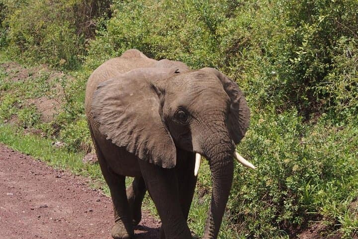 Ngorongoro Crater Day Safari: Private Full-Board Tour from Arusha photo 5