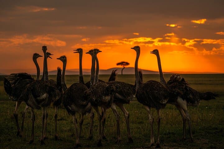4-Day Private Masai Mara Safari: Big Cats, Migration and Maasai Culture photo 3