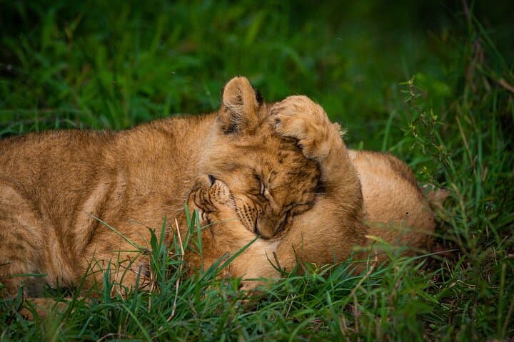 4-Day Private Masai Mara Safari: Big Cats, Migration and Maasai Culture photo 4