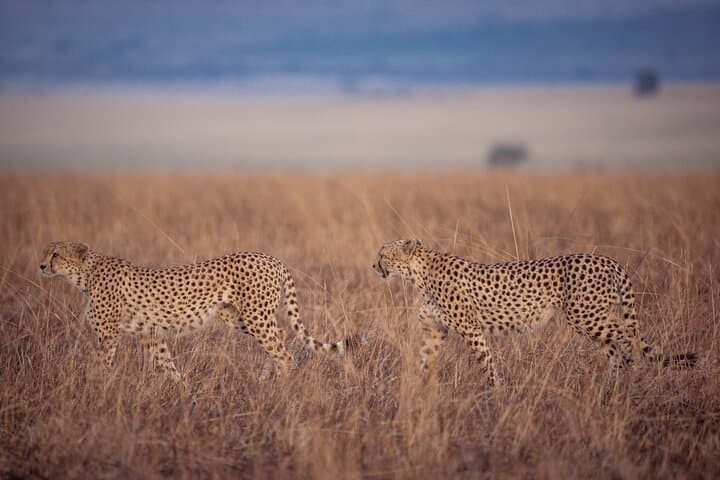 4-Day Private Masai Mara Safari: Big Cats, Migration and Maasai Culture photo 5