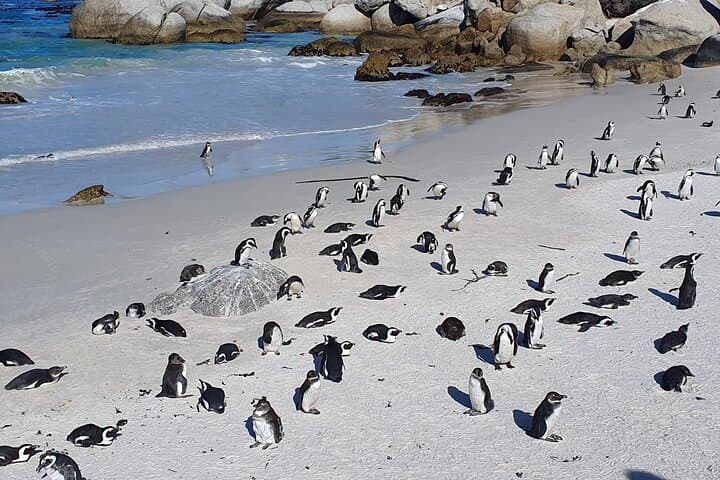 Cape Point & Boulders Beach Penguins: Full-Day Private Tour from Cape Town photo 5