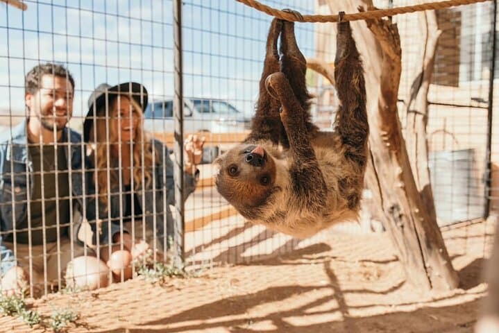 UTV Safari & Zoo Combo: Las Vegas Desert Drive with Camel Encounters photo 4