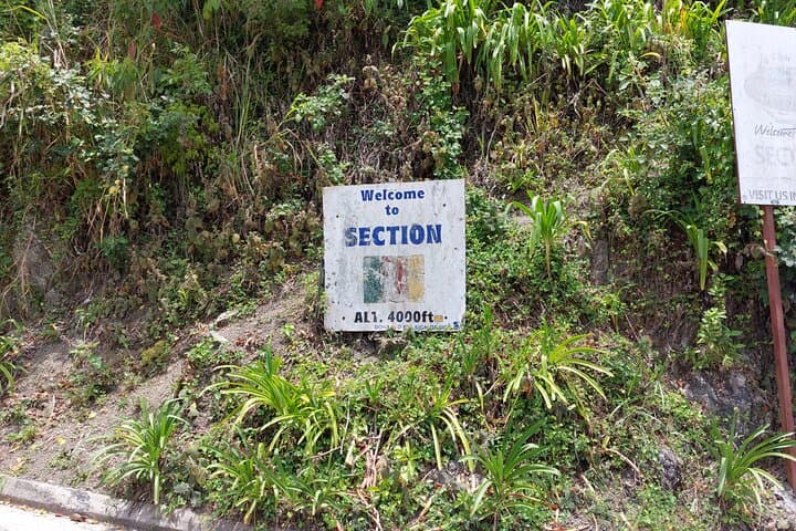 Blue Mountains Holywell Park Guided Hike — Trails, Waterfalls & Blue Mahoe Groves photo 4