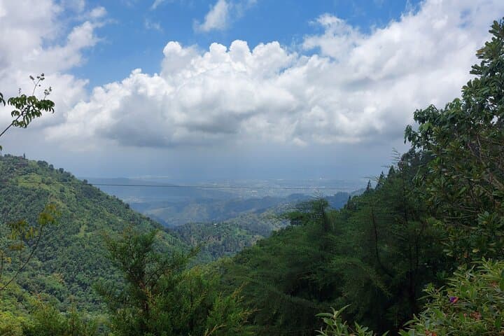 Blue Mountains Holywell Park Guided Hike — Trails, Waterfalls & Blue Mahoe Groves photo 5