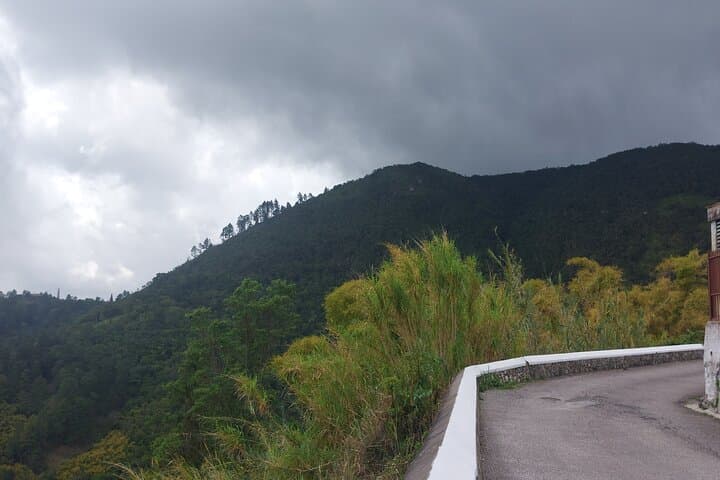 Blue Mountains Holywell Park Guided Hike — Trails, Waterfalls & Blue Mahoe Groves photo 6