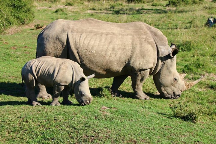 Luxury 2-Day Pilanesberg Safari: Big Five & Sunset Game Drives from Johannesburg