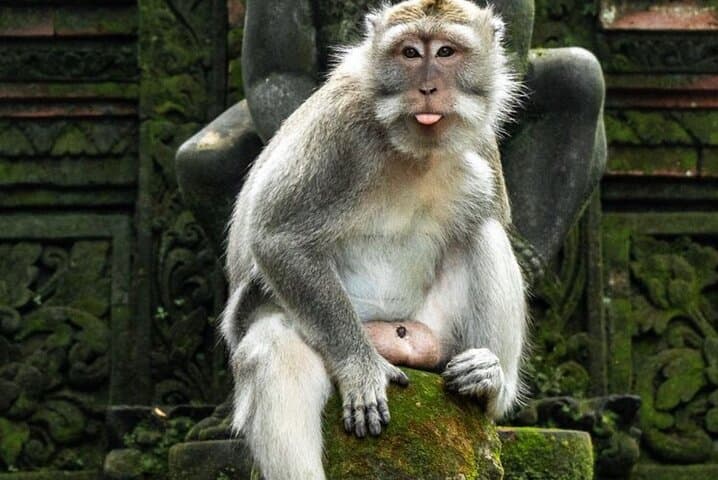 Ubud Private Day Tour: Monkey Forest, Tegalalang Rice Terraces & Jungle Swing photo 5
