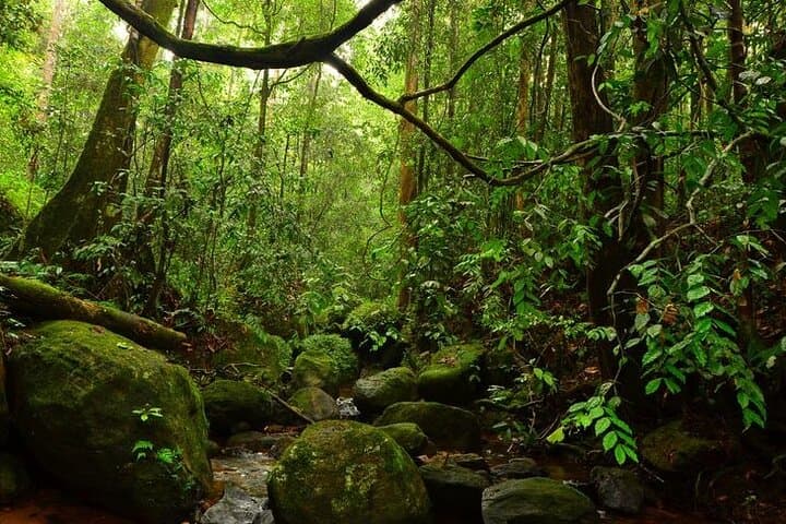 Sinharaja Rainforest Day Trek & Duvili Ella Waterfall Dip — Private Guided Tour from Colombo