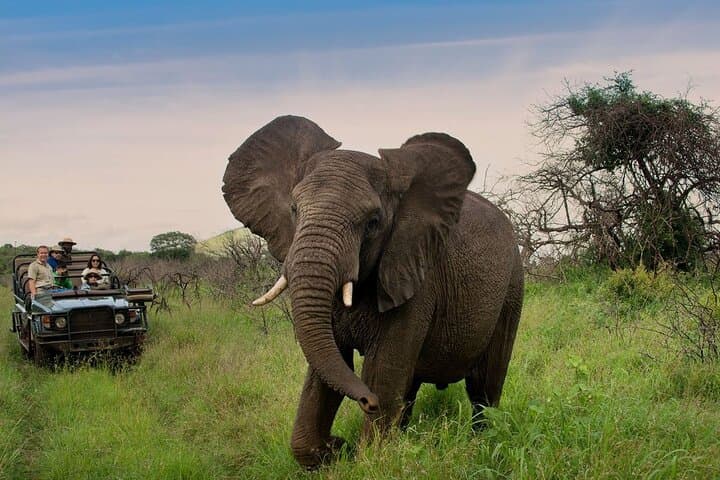 2-Day Hluhluwe & iSimangaliso Wetlands Park: Hippo and Croc Cruise with Big Five Game Drives from Durban photo 2