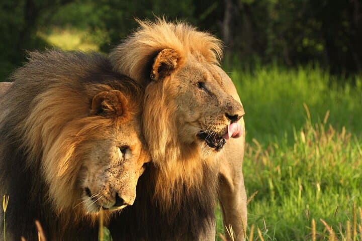 Day Safari from Durban: Tala Game Reserve, Natal Lion Park & Phezulu Cultural Experience photo 3