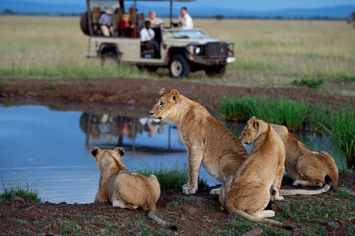 Day Safari from Durban: Tala Game Reserve, Natal Lion Park & Phezulu Cultural Experience photo 6