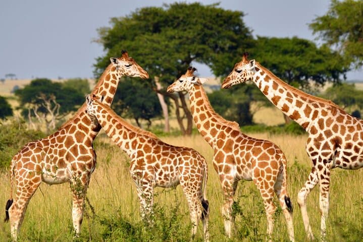 Half-Day Tala Game Reserve & Phezulu Safari from Durban — Wildlife Drive and Cultural Village photo 5