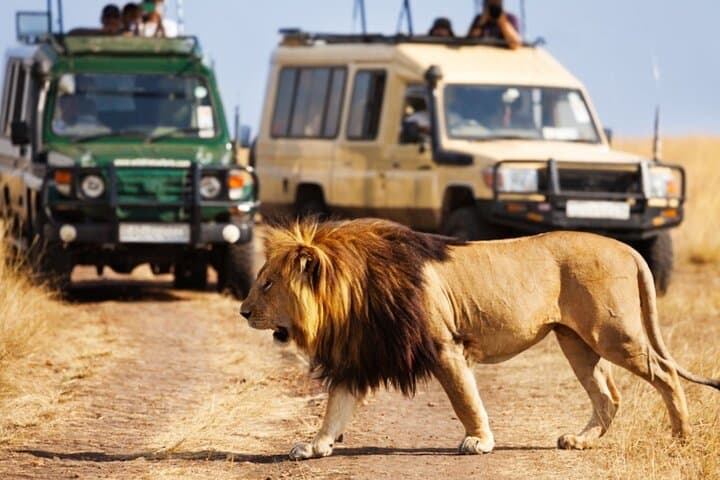 Half-Day Safari: Tala Game Reserve & Natal Park Wildlife Drive from Durban photo 5