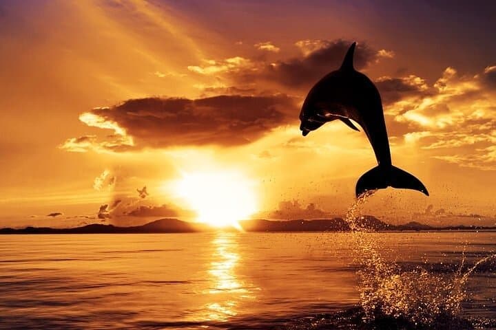 Sunset Dolphin Cruise in Brijuni National Park with Dinner & Drinks photo 2