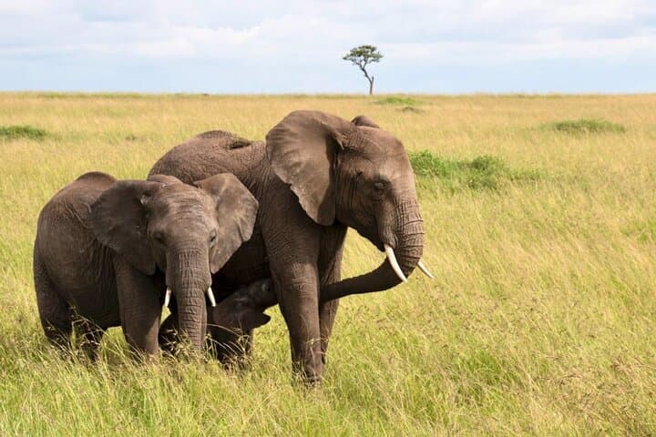 Day Safari from Durban: Tala Game Reserve, Natal Lion Park & Phezulu Cultural Experience
