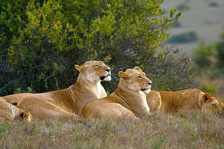 2-Day Hluhluwe & iSimangaliso Wetlands Park: Hippo and Croc Cruise with Big Five Game Drives from Durban photo 6