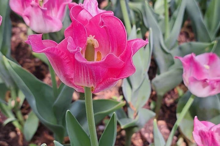 Parco Giardino Sigurtà: Explore Verona’s Award-Winning Garden, Maze & Water Gardens photo 2