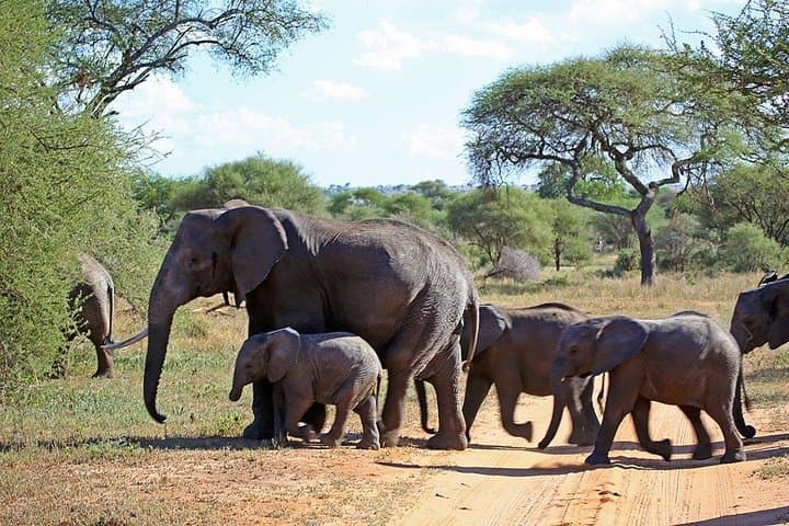 5-Day Garden Route Tour from Cape Town — Knysna, Addo & Whale Route Highlights