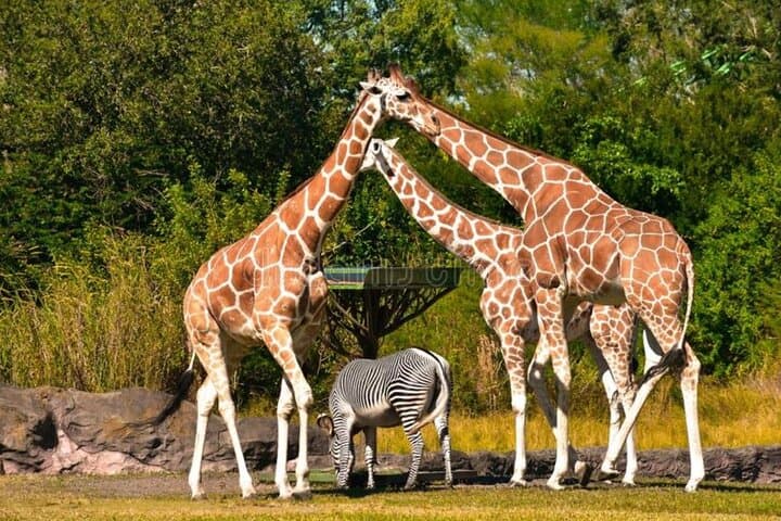 2-Day Hluhluwe & iSimangaliso Wetlands Park: Hippo and Croc Cruise with Big Five Game Drives from Durban photo 3