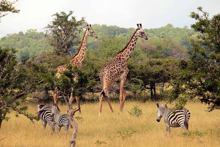 4-Day-Private-Garden-Route-Tour-from-Cape-Town-cango-caves-safari-robberg