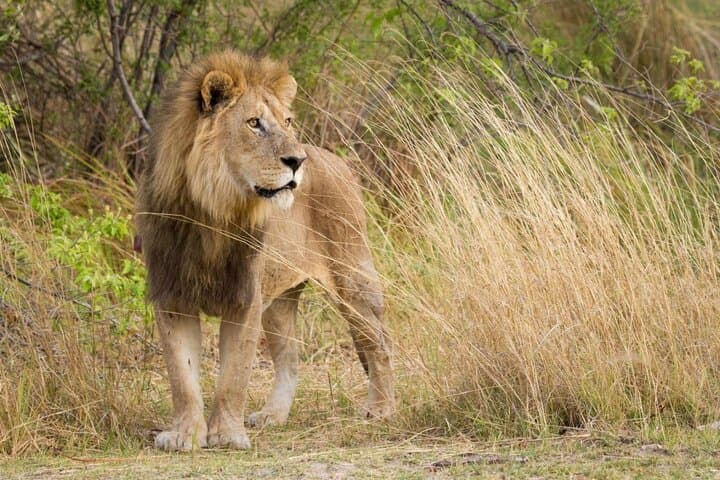 2-Day Hluhluwe & iSimangaliso Wetlands Park: Hippo and Croc Cruise with Big Five Game Drives from Durban photo 5