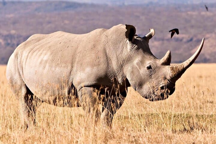 Tala Game Reserve Safari and Zulu Cultural Experience from Durban photo 5