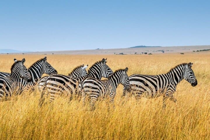 Half-Day Tala Game Reserve & Phezulu Safari from Durban — Wildlife Drive and Cultural Village photo 3