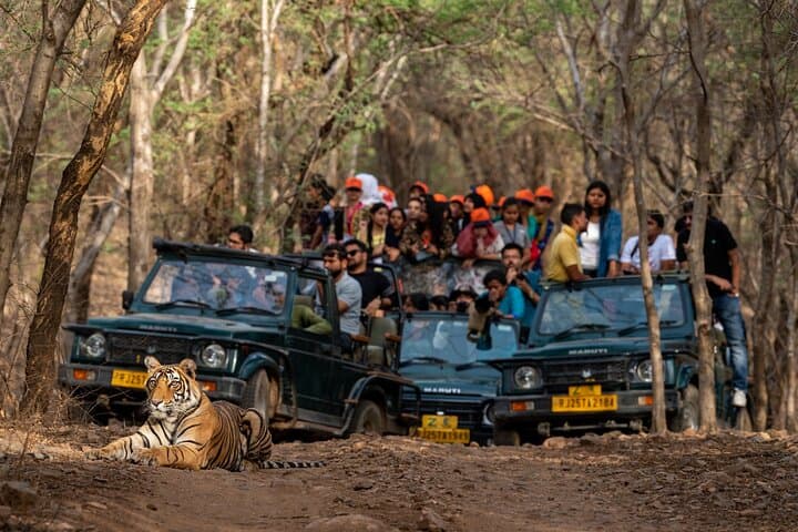 Panna Tiger Jeep Safari: Half-Day Sure Shot Tiger Viewing in Panna National Park