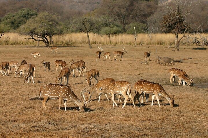 Panna Tiger Jeep Safari: Half-Day Sure Shot Tiger Viewing in Panna National Park photo 3