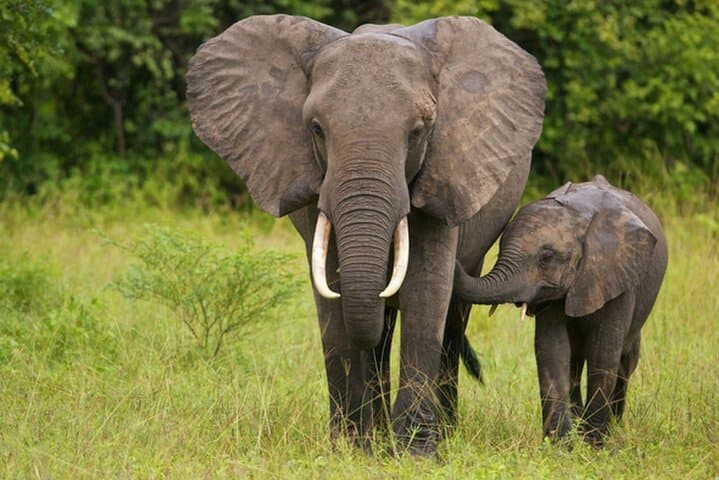 Tala Game Reserve & Phezulu Safari: Full-Day Wildlife and Zulu Cultural Tour from Durban photo 4