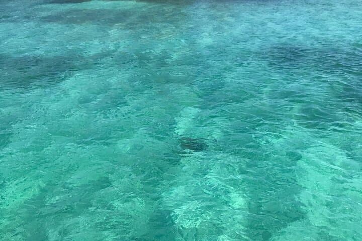 Snorkeling with Sea Turtles at Green Cay (Turtle Island) — Nassau Day Trip photo 4