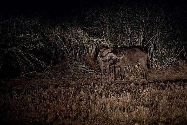 Night Game Drive in Tsavo East: 3-Day Safari from Mombasa & Diani photo 2
