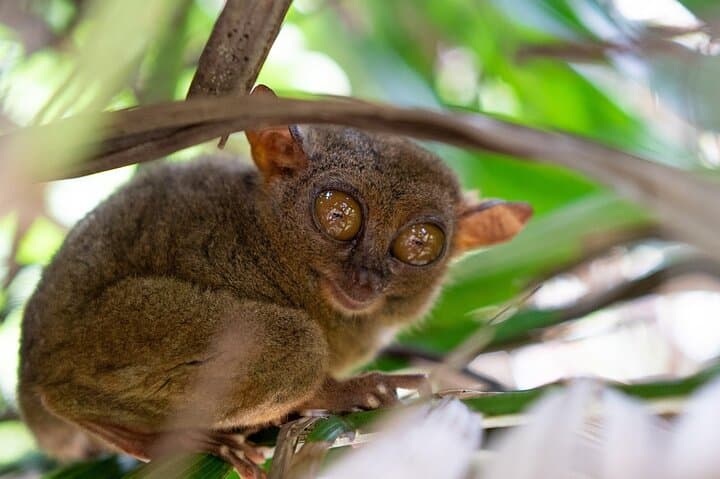 Offbeat Bohol: Chocolate Hills, Tarsiers & Loboc River Waterfall Day Tour
