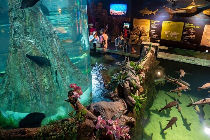 Aquaria KLCC Admission with Return Transfer — Kuala Lumpur Aquarium Experience photo 5