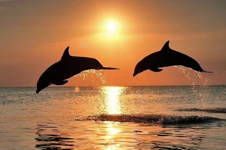 Sunset Dolphin Cruise in Brijuni National Park with Dinner & Drinks