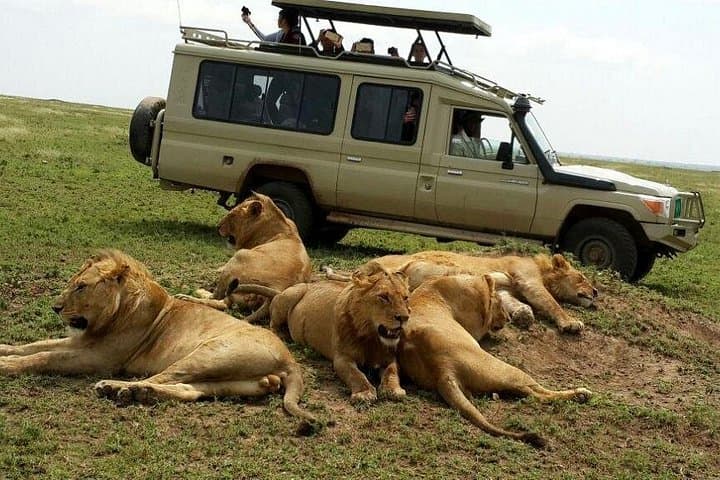 3-Day Fly-In Serengeti Safari: Seronera Game Drives & Migration Highlights photo 2